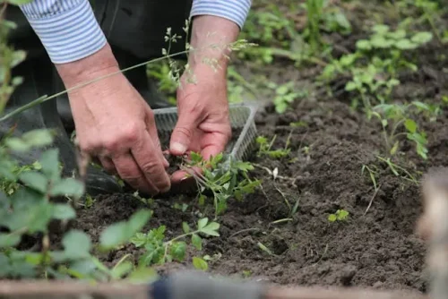 Starting a Garden