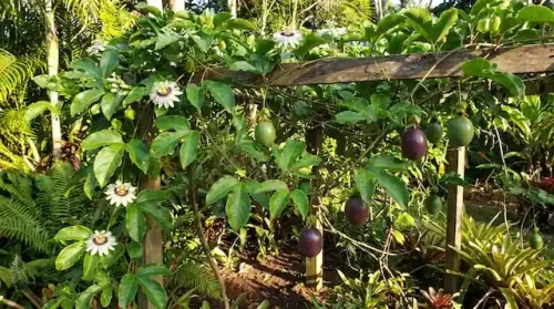 Passion fruit vine growing with flowers and ripening fruit outdoors